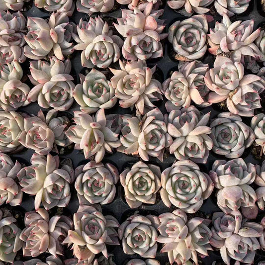 25735 ピキャッチュー