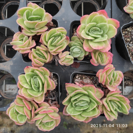 20881 アイスローズ（7cm pot）