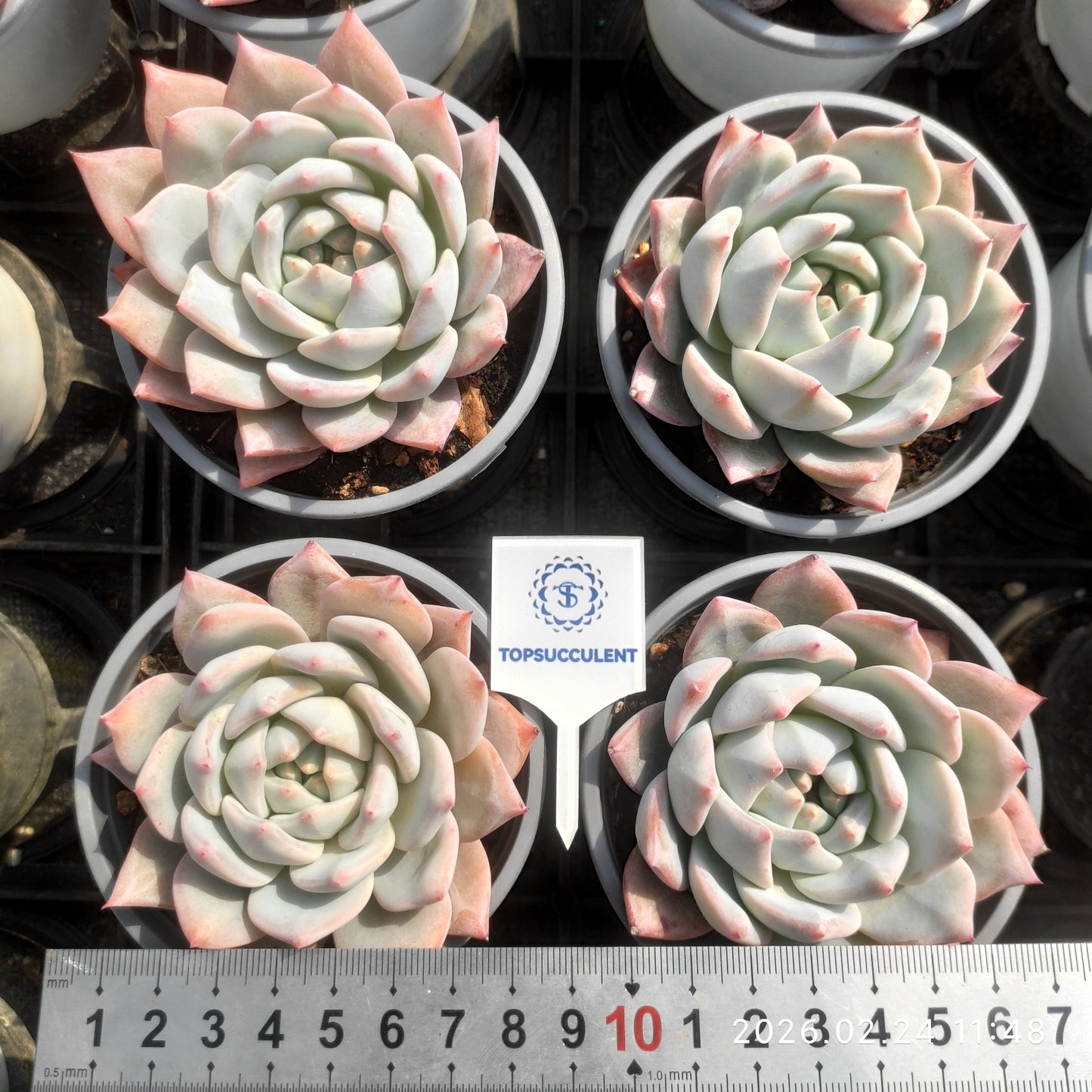 T1684 ブルーバード