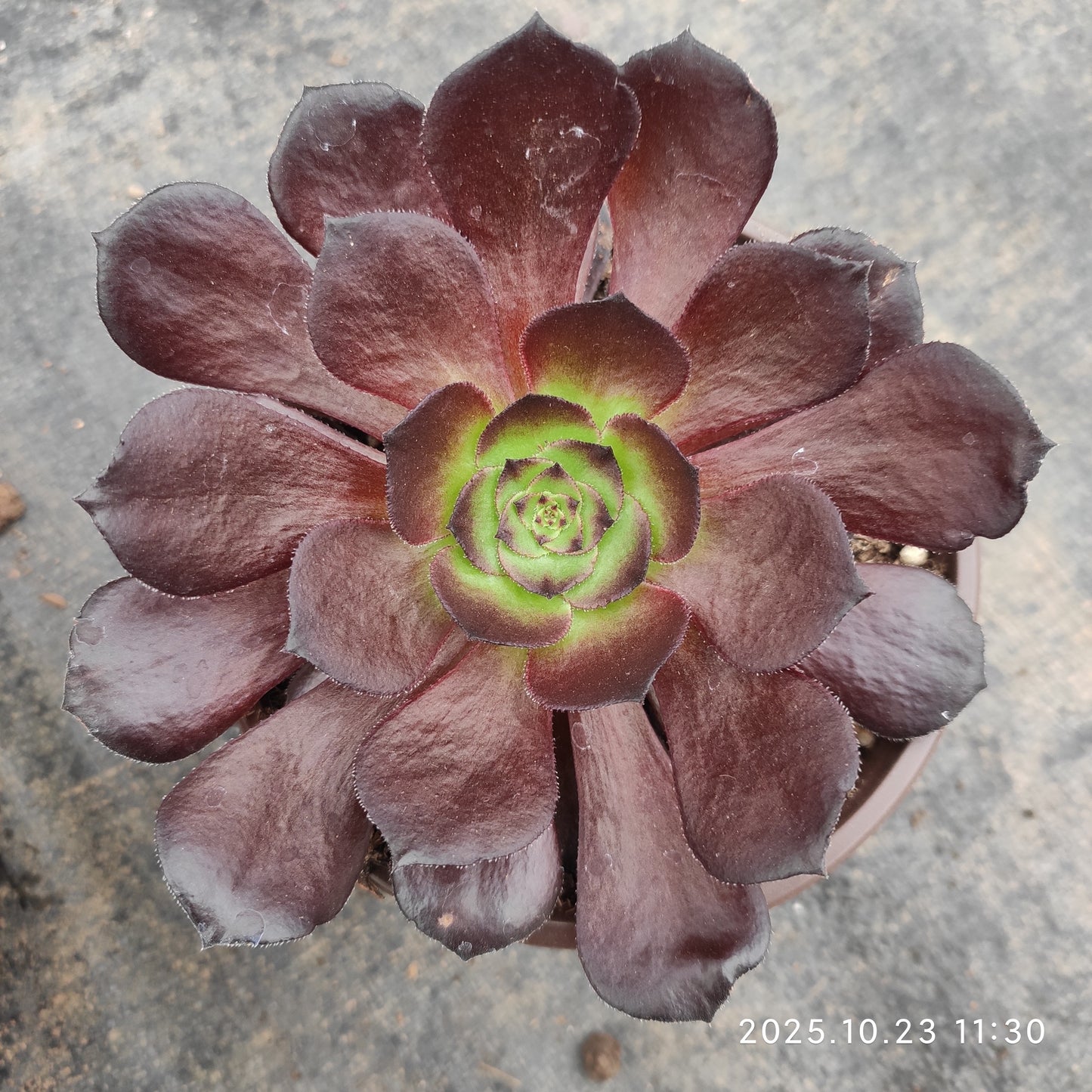 THEH034 ブラック　ビューティー（12cm pot）