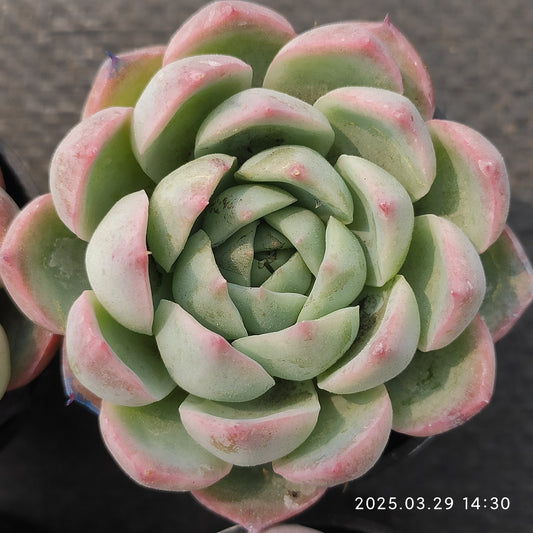 MMT255 ピンククリスタルローズ(5.5cm pot)