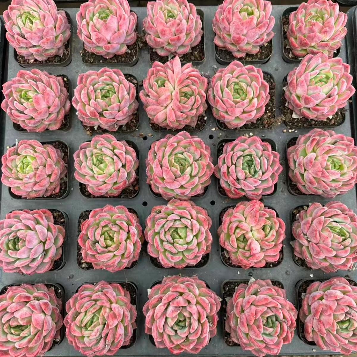 22995 マスト　ラブ（7cm pot）