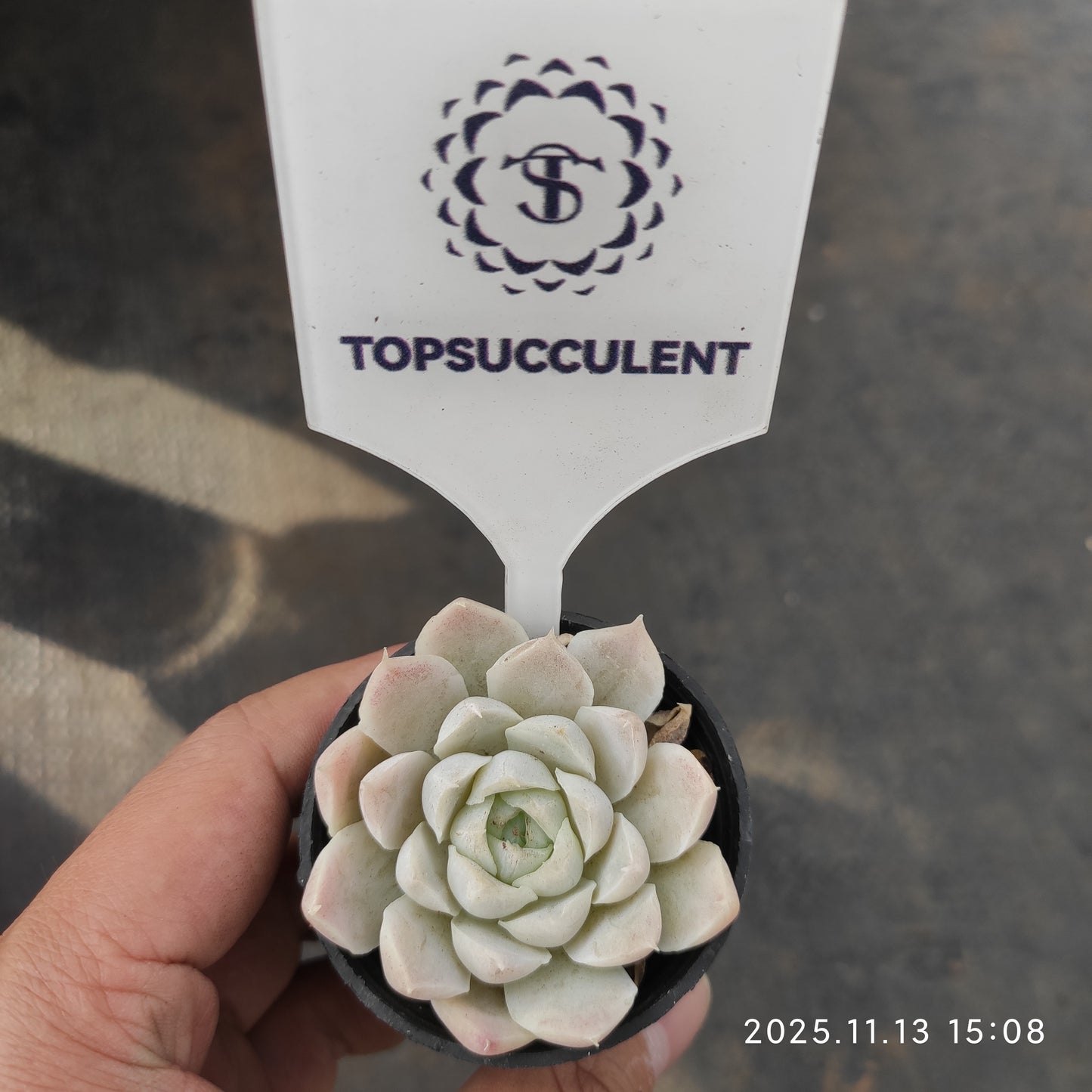 1733 ヒューミリス（5.5cm pot）