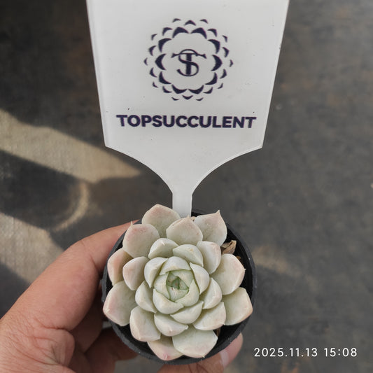 1733 ヒューミリス（5.5cm pot）