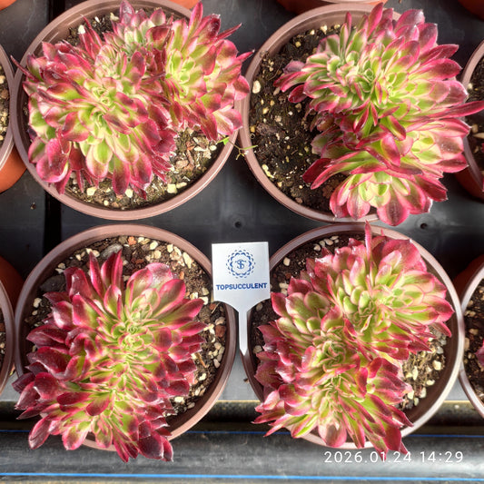 25493 アエオニウム　ゴージャス綴化