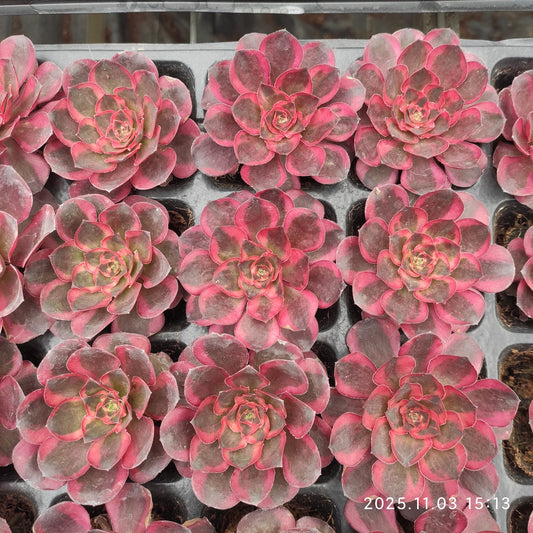 19399 チャーム　ゴールド（7cm pot）