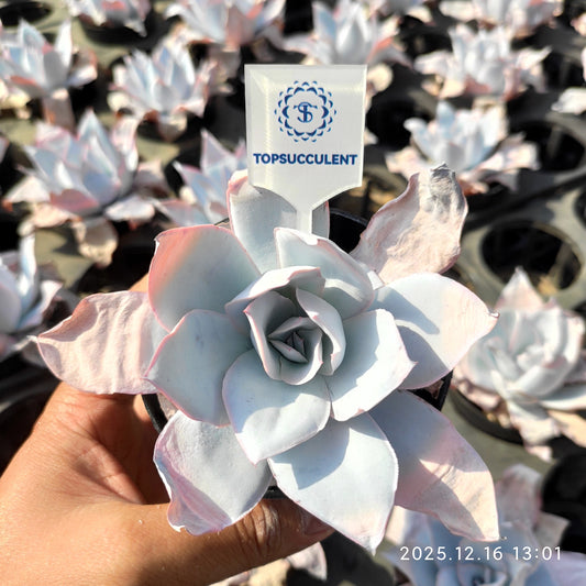 21791 カンテ（9cm pot）