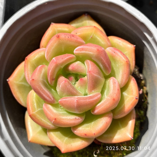 QN832 シャンペン（9cm pot）
