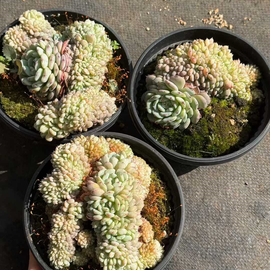 20099 ホワイトファット綴化