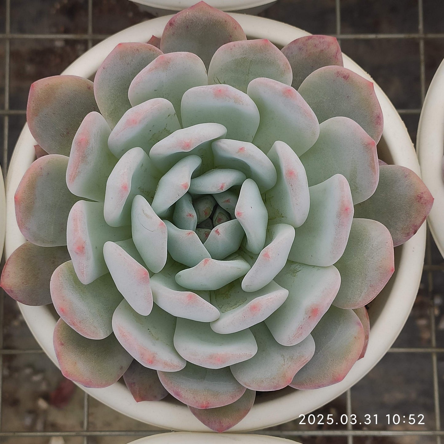 ZAJ052 オレンジモンロー（12cm pot）