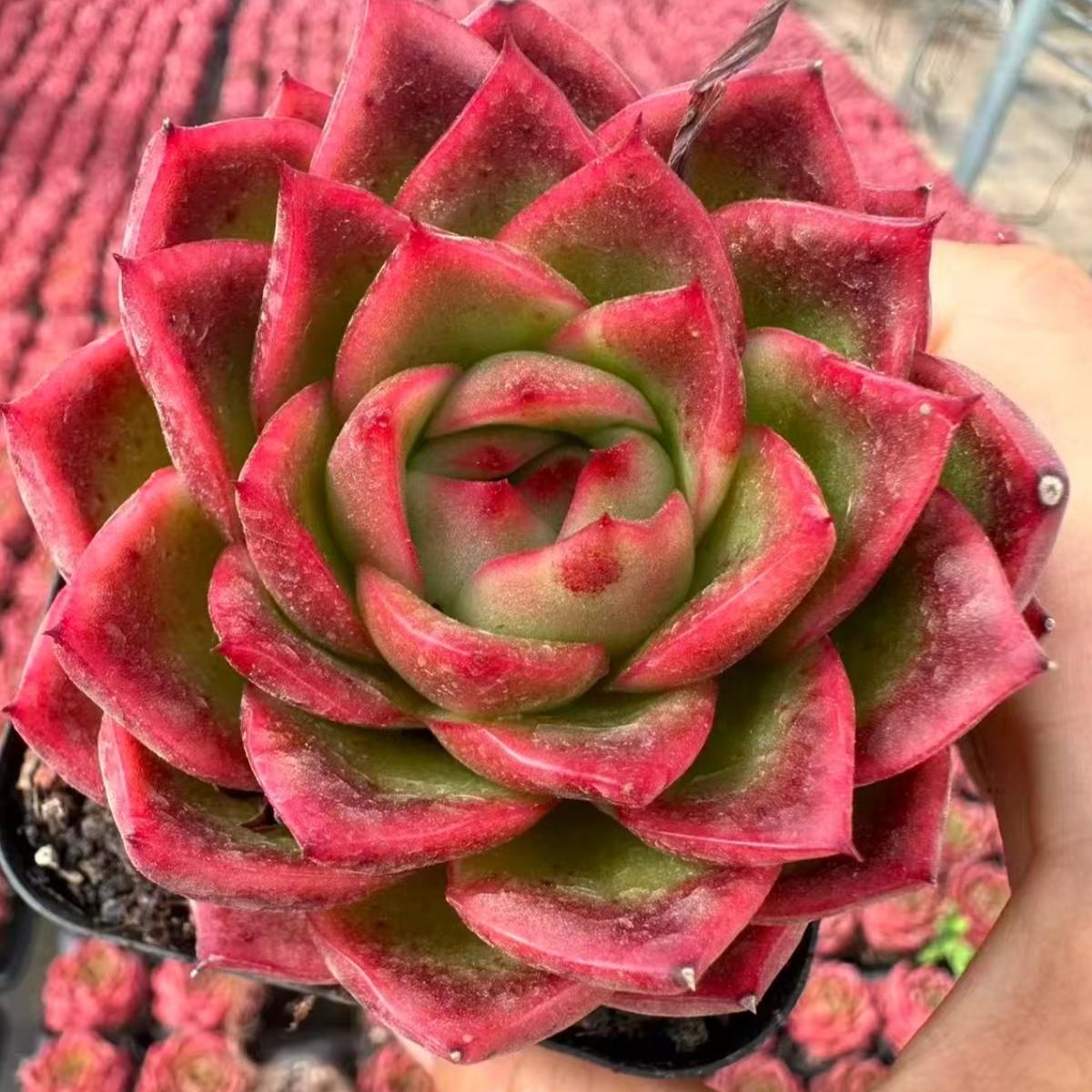 数量限定の新商品（抜き苗）普通苗一覧 – Top Succulent®
