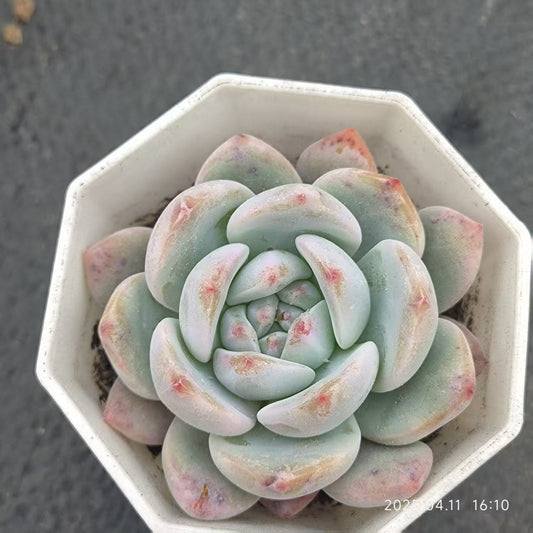 XS535 オレンジモンロー （6.5cm pot）