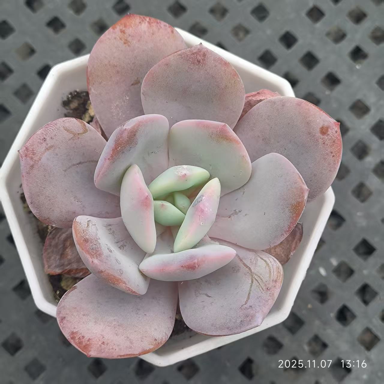 20613 ミルクティー（6.5cm pot）