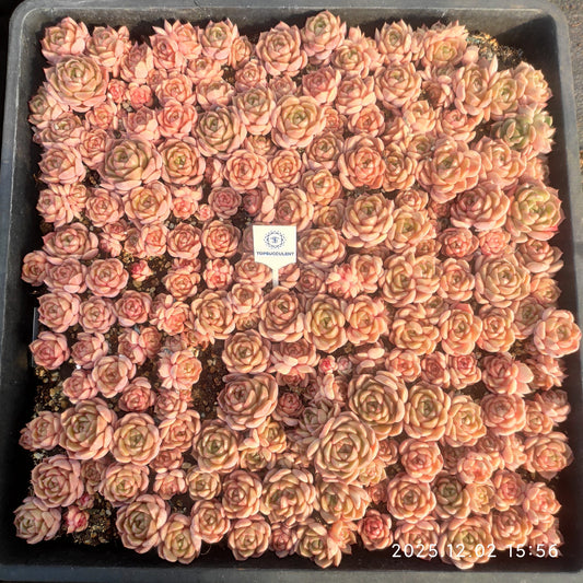 23054 シャンペーンHyb（5cm pot）（ポット苗）