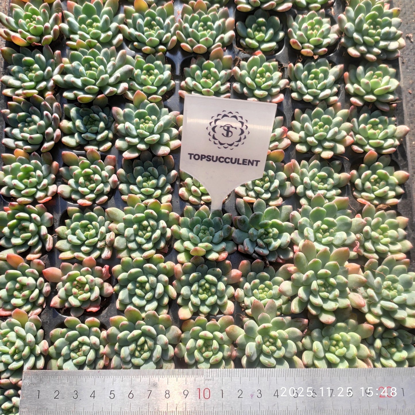 220671 ブルーエルフ（3cm pot）（ポット苗）