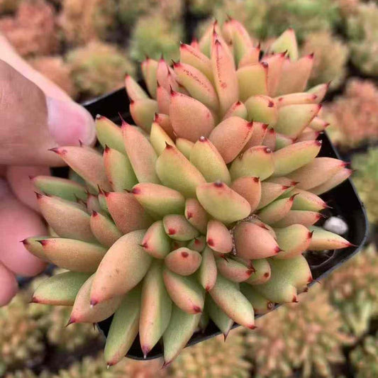 BL1676 マリア 綴化 （9cm pot）