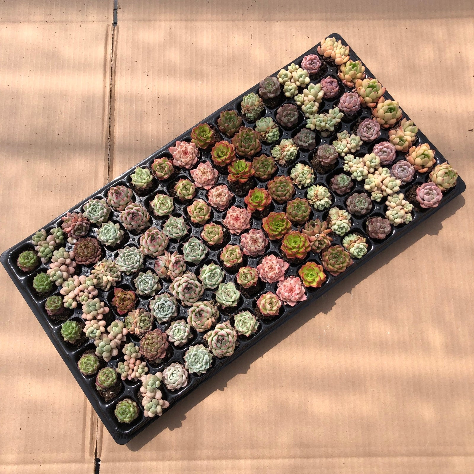 プラグトレー ミックス苗 – Top Succulent®
