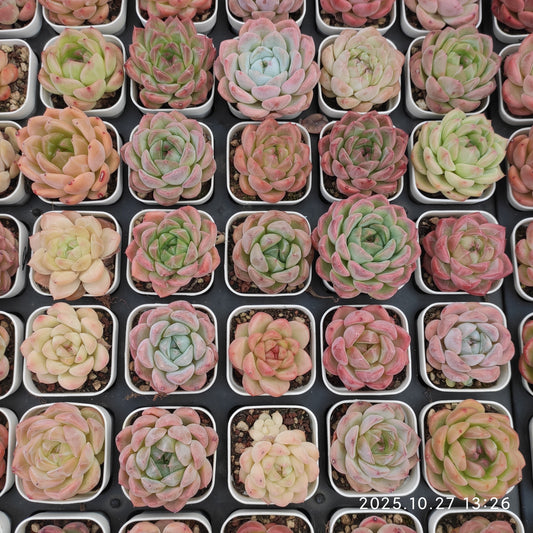 HG091 ミックス苗（5.5cm pot）