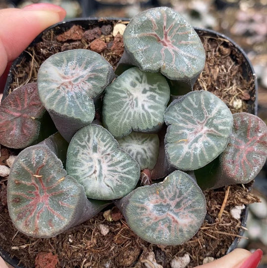 CS101 翡翠龍 (7cm pot)