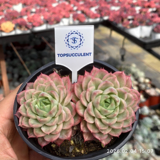 T1334 ライム&チリ