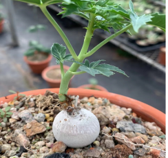 FGY007 ジャトロファー バーランディアーリー (2cm pot)葉がなし