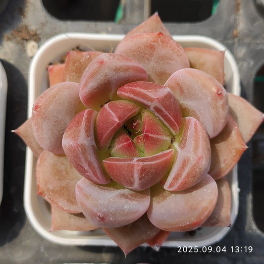 MMY976 ピンクシャンペーン（5.5cm pot）