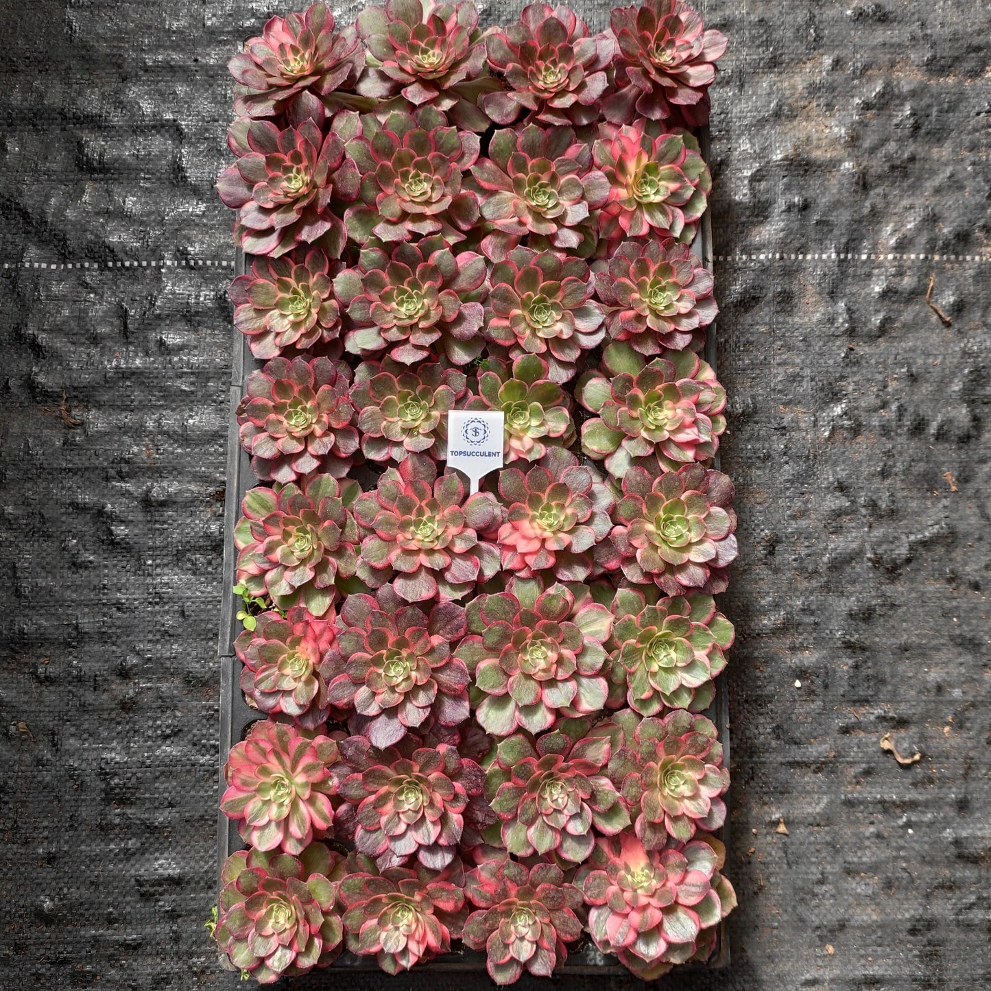 24617 ブラック　デビル