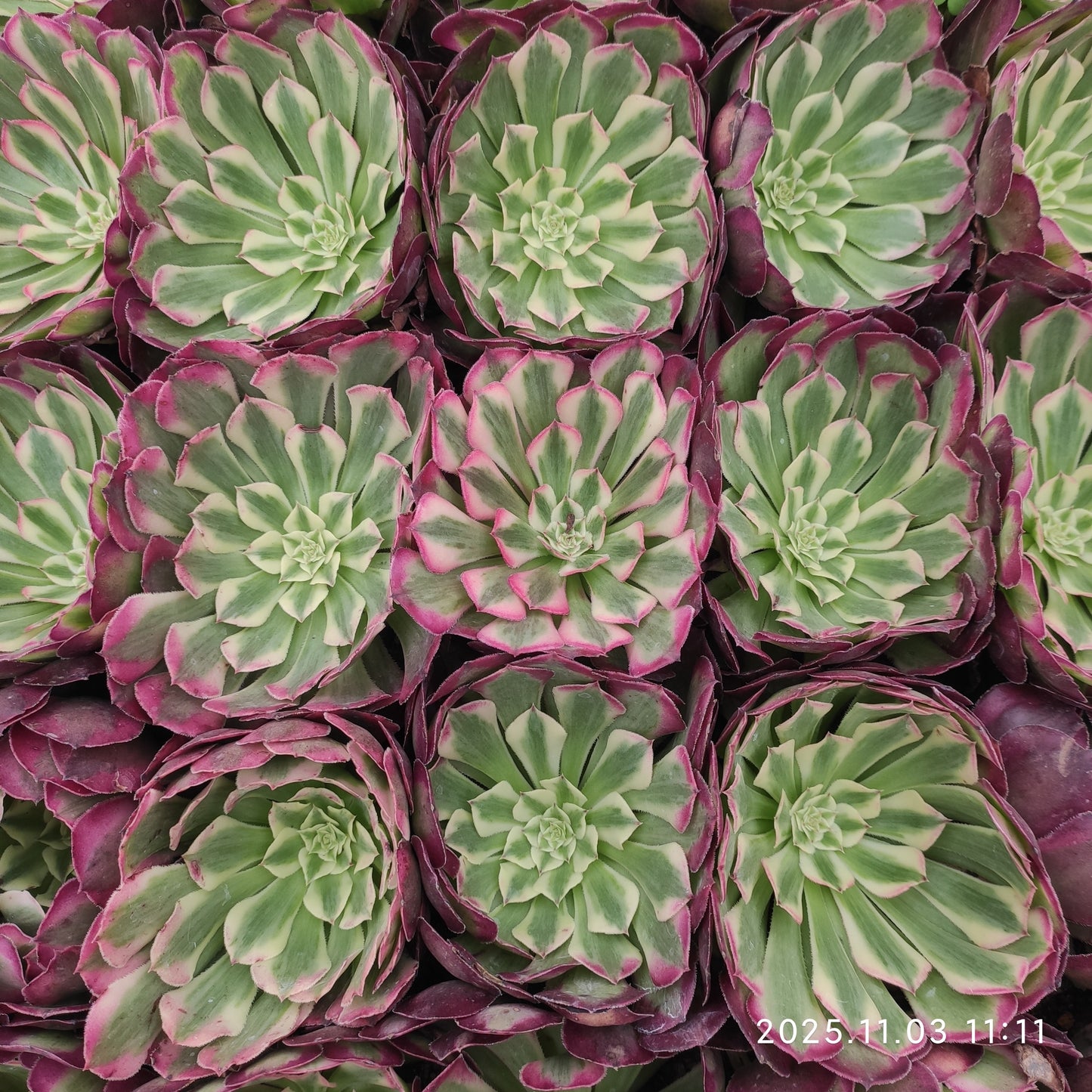 22350 アエオニウム ガーネット（9cm pot）