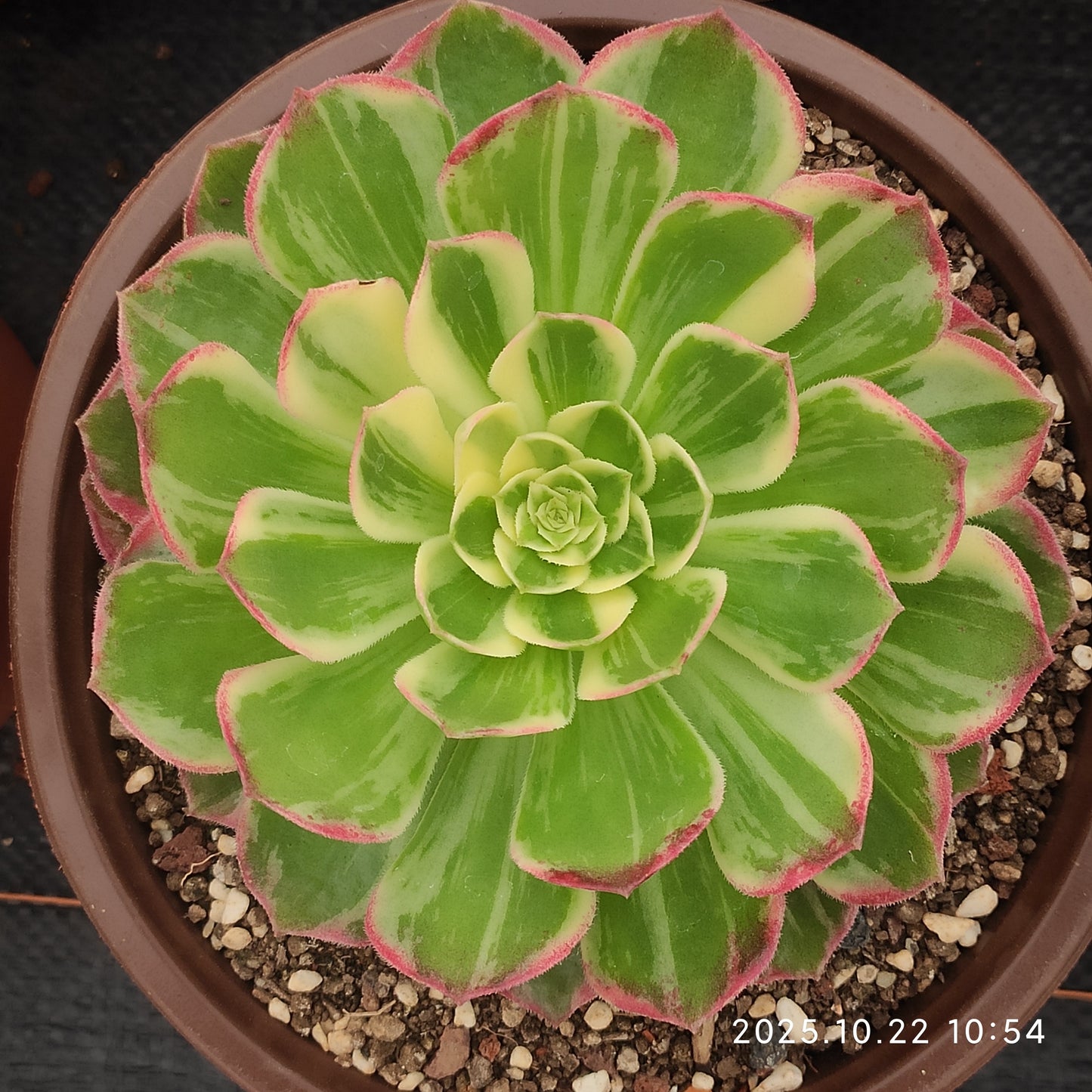 THH085 アータスコープ（18cm pot）