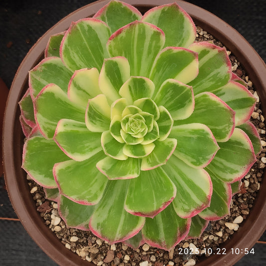 THH085 アータスコープ（18cm pot）