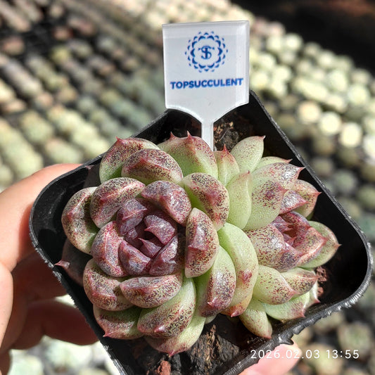 25661 ブラック チョコレート