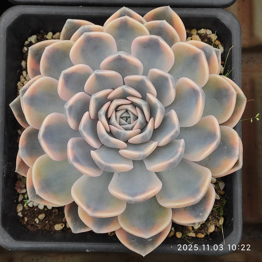 19410 タイニー　バーガー錦（12cm pot）