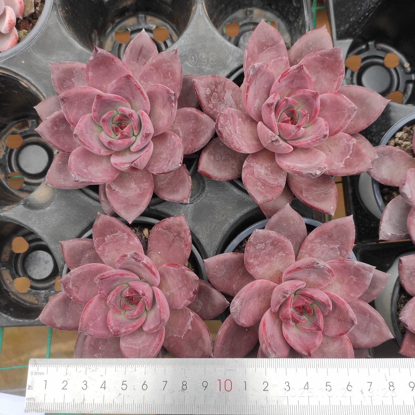 MMY1339 ブラウン　シュガー　カード（9cm pot）