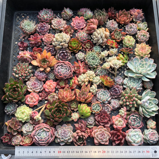 17856 ミックス苗（3cm pot）(穴トレー苗)24