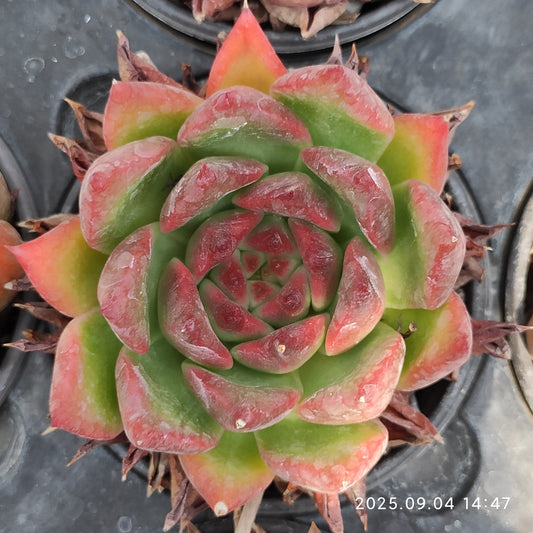 MMY594 フランク(9cm pot)
