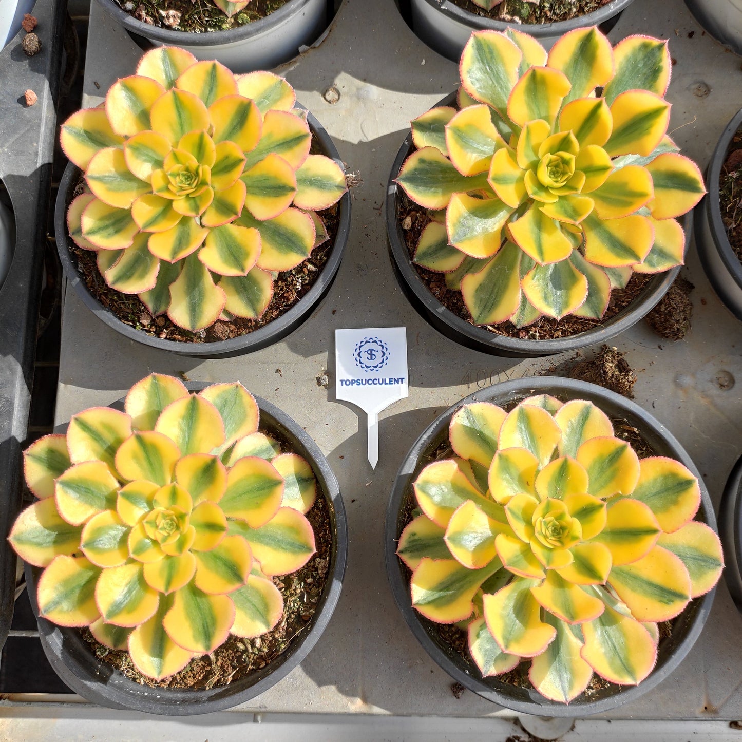 24631 サン　ゴッド