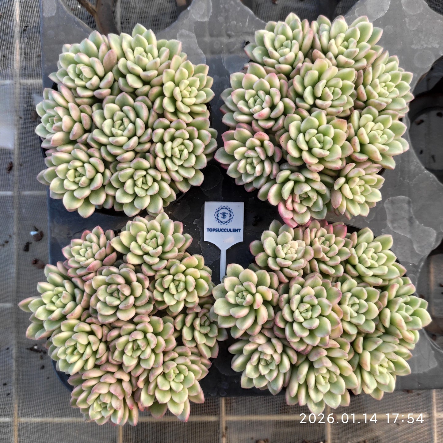 24781 タロック錦