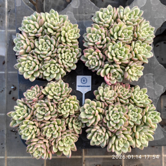 24781 タロック錦