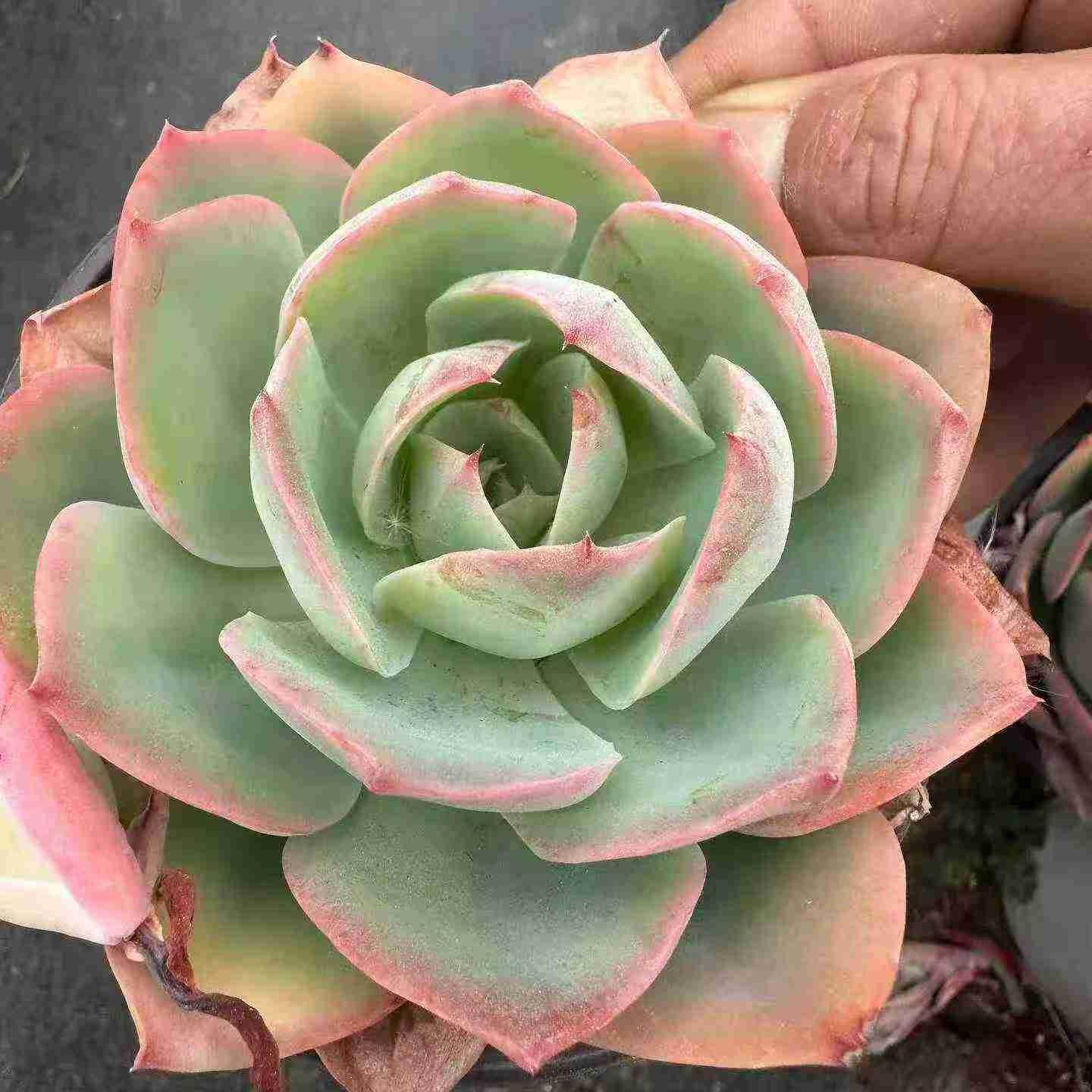 21286 ブルーライト