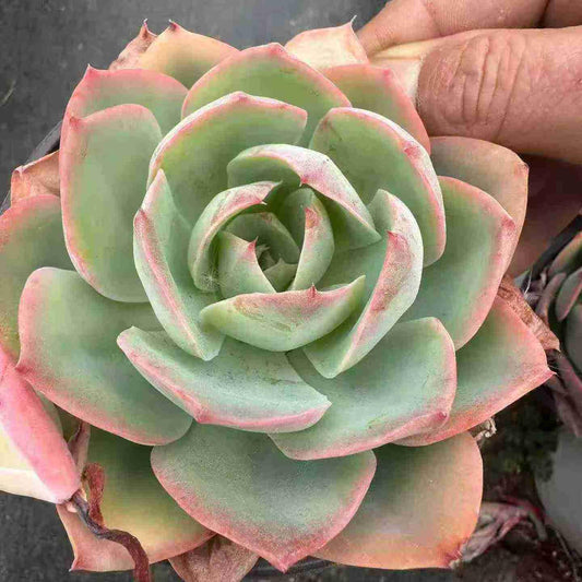 21286 ブルーライト