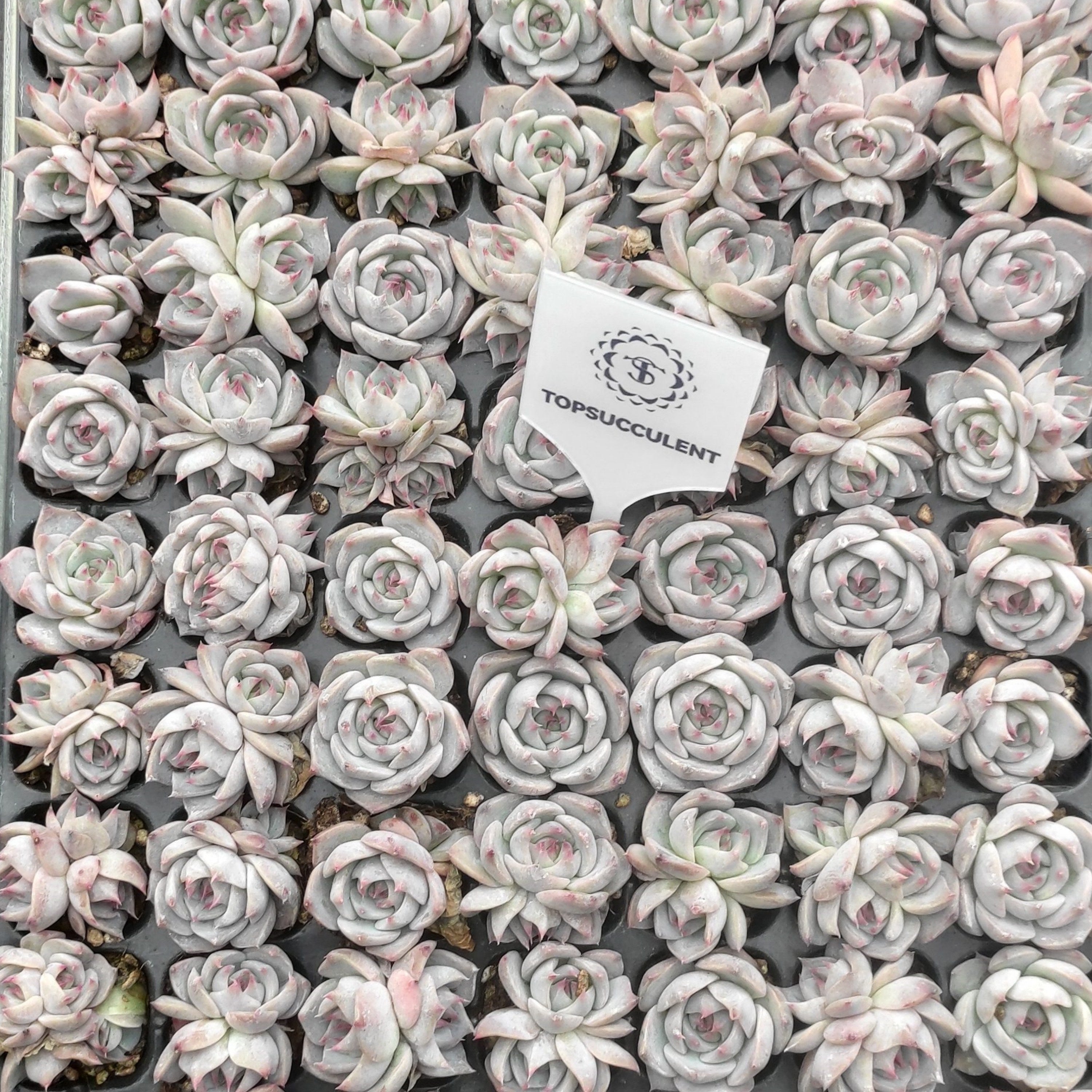 プラグトレー苗 20260122 – Top Succulent®