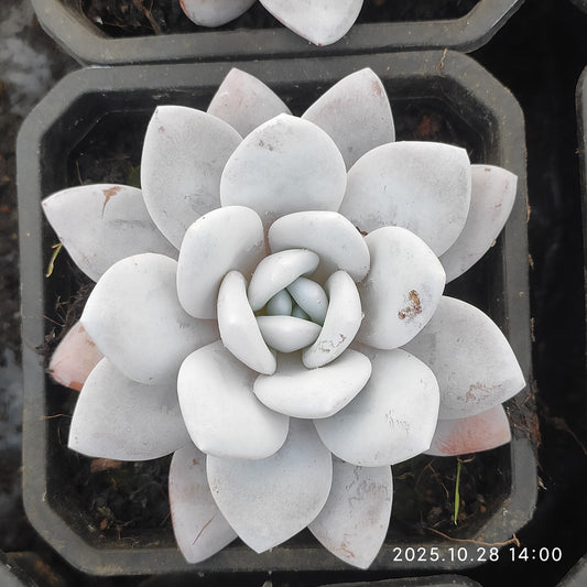 DQ087 ラウイ (9cm pot)