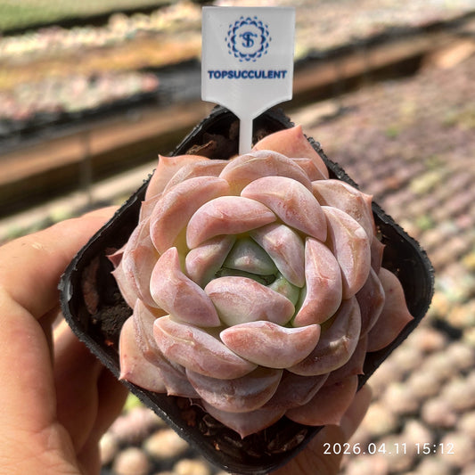 25691 アイスド アメリカーノ