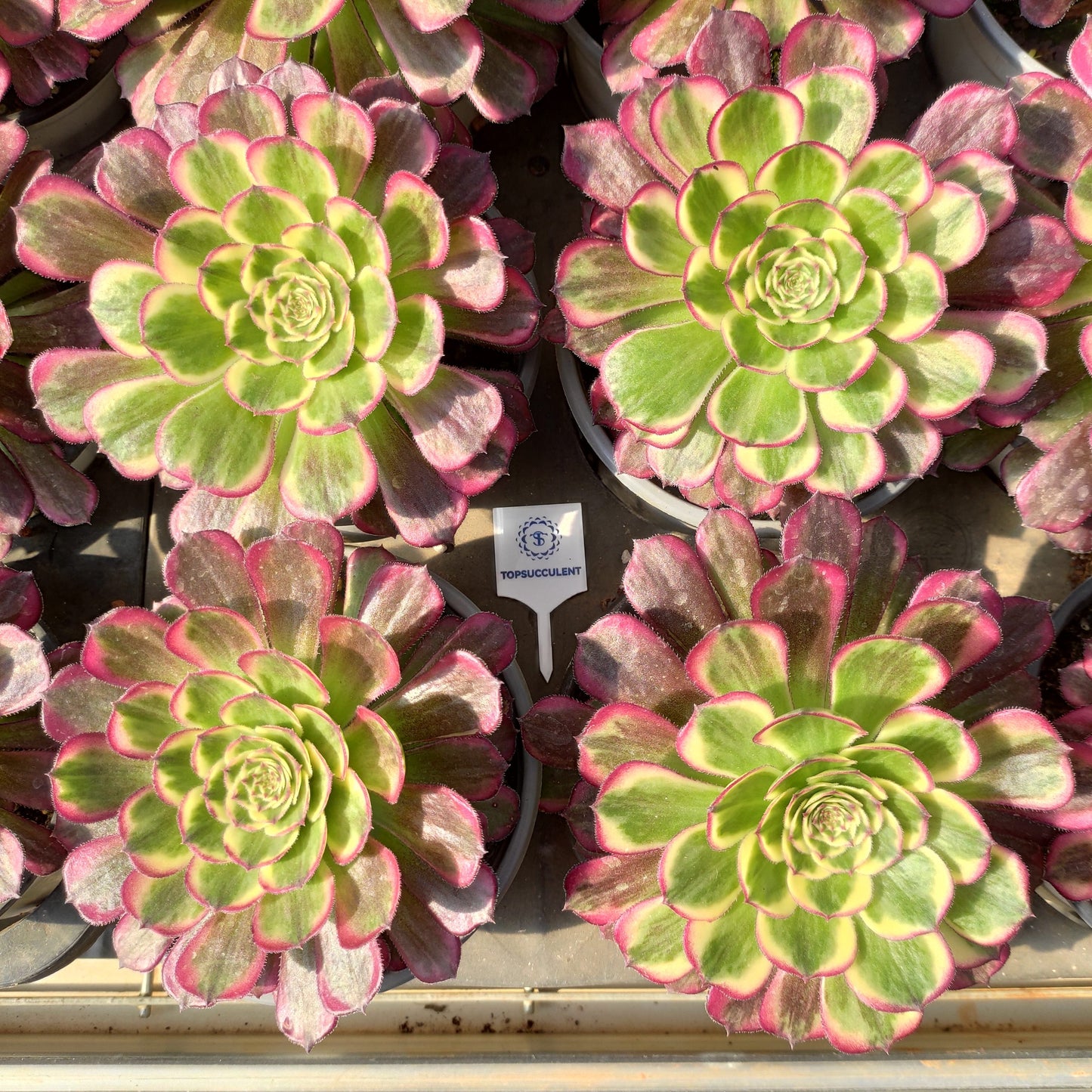 24634 パープル　ムーンライト