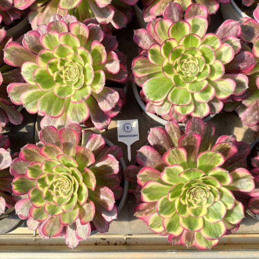 24634 パープル　ムーンライト