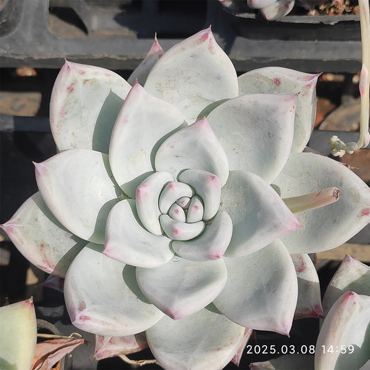 NGN676 ワイルドコロラータ （9cm pot）