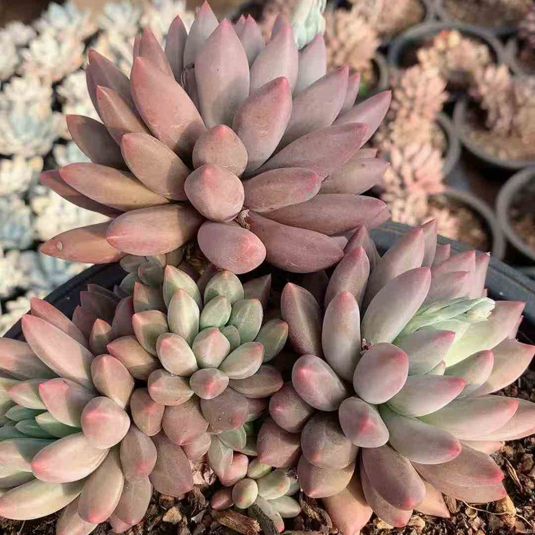 26217 エンジェルスフィンガー