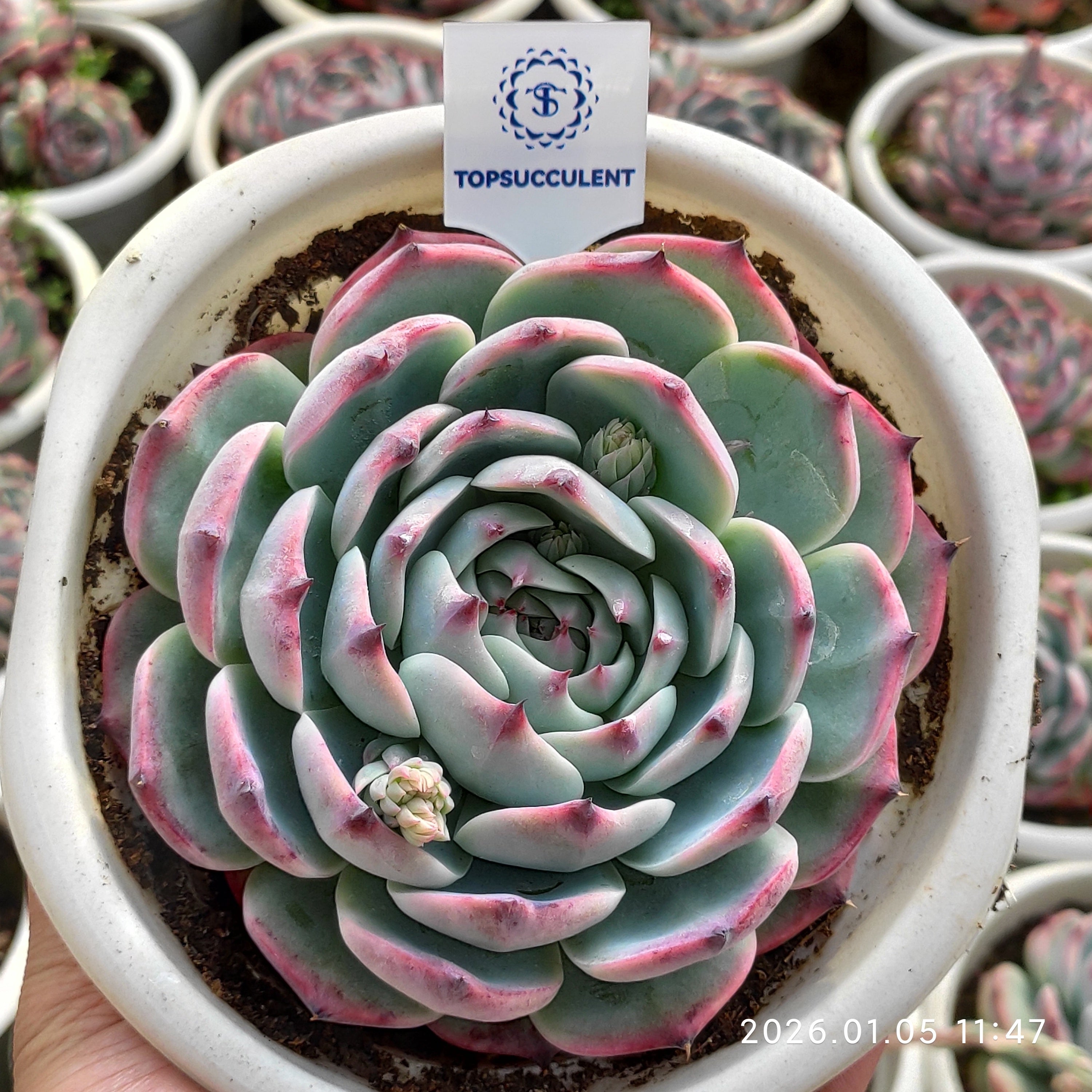 精選 単頭 20260604 – Top Succulent®