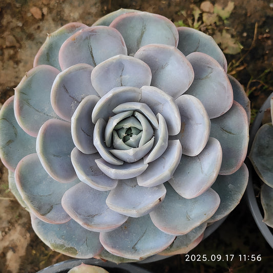 NGN364 ブルーサプライズ（12cm pot）