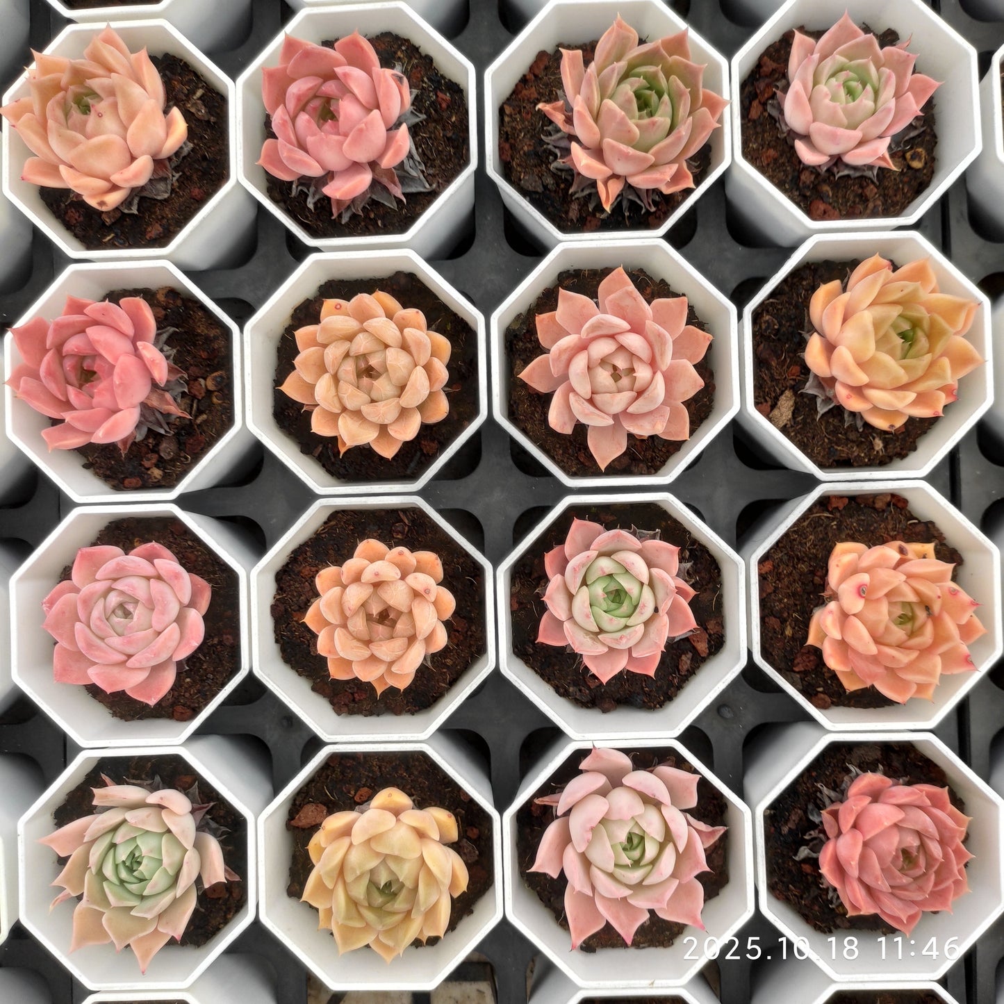 YBB340 ムーン　エルフ（7cm pot）